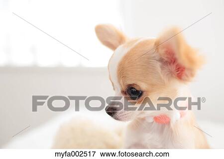 Chihuahua View Large Photo Image Stock Photo - Chihuahua. Fotosearch