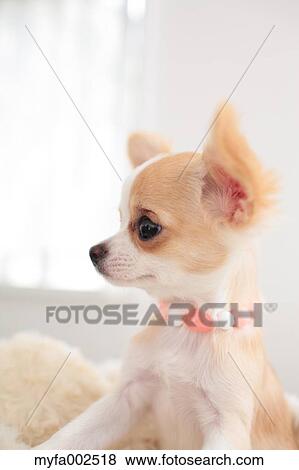 Chihuahua View Large Photo Image Stock Photo - Chihuahua. Fotosearch