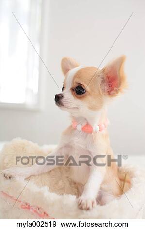 Stock Photo - Chihuahua. Fotosearch
