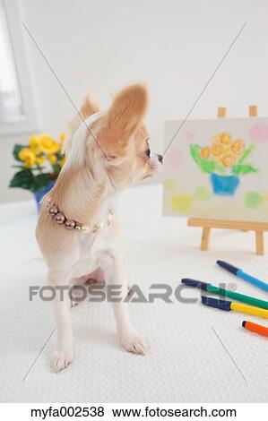 Stock Photo - Chihuahua. Fotosearch