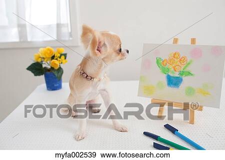 Chihuahua View Large Photo Image Stock Photo - Chihuahua. Fotosearch