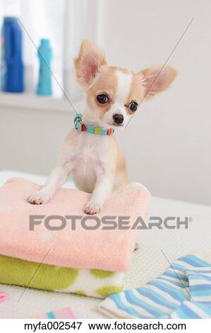Stock Photo - Chihuahua. Fotosearch