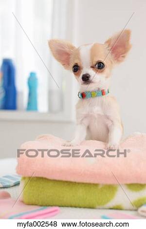 Stock Photo - Chihuahua. Fotosearch
