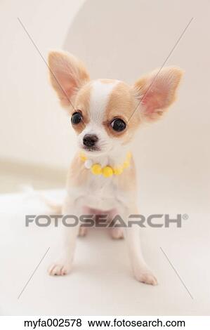 Stock Photo - Chihuahua. Fotosearch