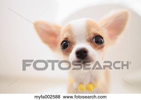 Chihuahua View Large Photo Image Stock Photo - Chihuahua. Fotosearch