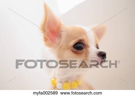 Chihuahua View Large Photo Image Stock Photo - Chihuahua. Fotosearch