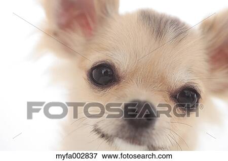 Chihuahua View Large Photo Image Stock Photo - Chihuahua. Fotosearch