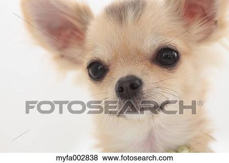 Chihuahua View Large Photo Image Stock Photo - Chihuahua. Fotosearch