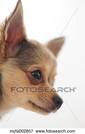 Chihuahua View Large Photo Image Stock Photo - Chihuahua. Fotosearch