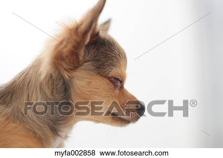 Stock Photo - Chihuahua. Fotosearch