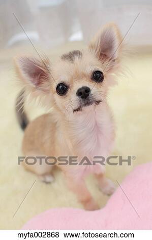 Stock Photo - Chihuahua. Fotosearch