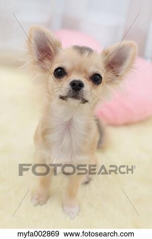 Chihuahua View Large Photo Image Stock Photo - Chihuahua. Fotosearch