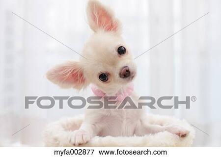 Stock Photo - Chihuahua. Fotosearch