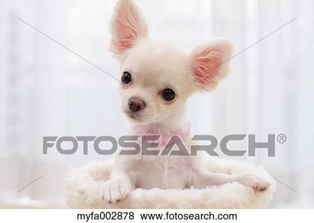 Chihuahua View Large Photo Image Stock Photo - Chihuahua. Fotosearch