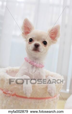 Stock Photo - Chihuahua. Fotosearch