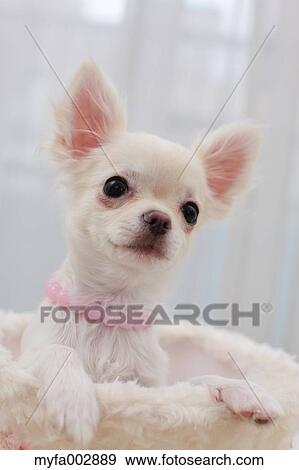Chihuahua View Large Photo Image Stock Photo - Chihuahua. Fotosearch