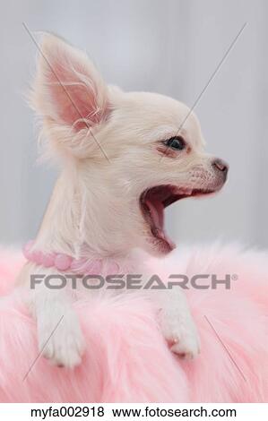 Stock Photo - Chihuahua. Fotosearch