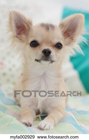 Chihuahua View Large Photo Image Stock Photo - Chihuahua. Fotosearch