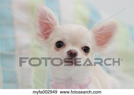 Chihuahua View Large Photo Image Stock Photo - Chihuahua. Fotosearch