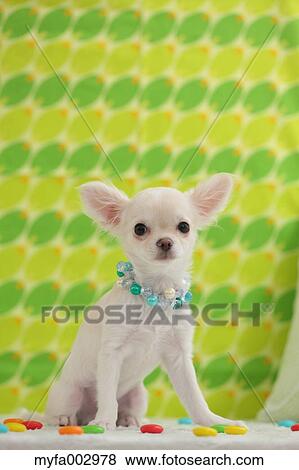 Chihuahua View Large Photo Image Stock Photo - Chihuahua. Fotosearch