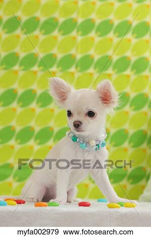Chihuahua View Large Photo Image Stock Photo - Chihuahua. Fotosearch
