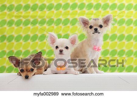 Chihuahua View Large Photo Image Stock Photo - Chihuahua. Fotosearch