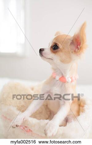 Chihuahua View Large Photo Image Stock Photograph - Chihuahua. Fotosearch