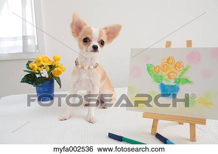 Chihuahua View Large Photo Image Stock Photograph - Chihuahua. Fotosearch