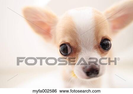 Chihuahua View Large Photo Image Stock Photograph - Chihuahua. Fotosearch