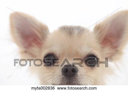 Stock Photograph - Chihuahua. Fotosearch
