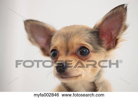 Chihuahua View Large Photo Image Stock Photograph - Chihuahua. Fotosearch