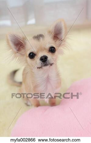 Stock Photograph - Chihuahua. Fotosearch