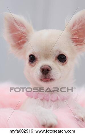 Chihuahua View Large Photo Image Stock Photograph - Chihuahua. Fotosearch