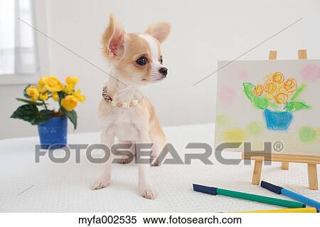 Chihuahua View Large Photo Image Stock Photography - Chihuahua. Fotosearch