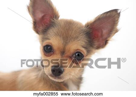 Chihuahua View Large Photo Image Stock Photography - Chihuahua. Fotosearch