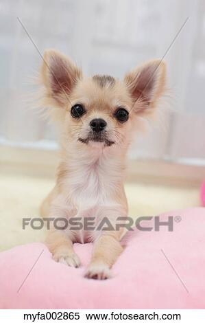 Chihuahua View Large Photo Image Stock Photography - Chihuahua. Fotosearch