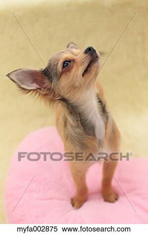 Chihuahua View Large Photo Image Stock Photography - Chihuahua. Fotosearch