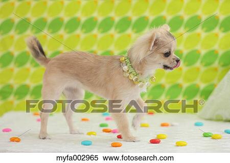 Chihuahua View Large Photo Image Stock Photography - Chihuahua. Fotosearch