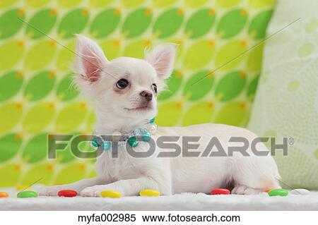 Chihuahua View Large Photo Image Stock Photography - Chihuahua. Fotosearch