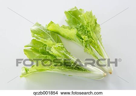 Chinese cabbage View Large Photo Image Picture - Chinese cabbage. Fotosearch