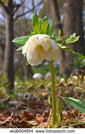 Christmas rose View Large Photo Image Picture - Christmas rose. Fotosearch