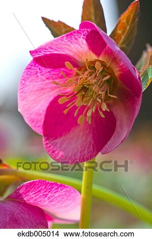 Christmas rose View Large Photo Image Picture - Christmas rose. Fotosearch