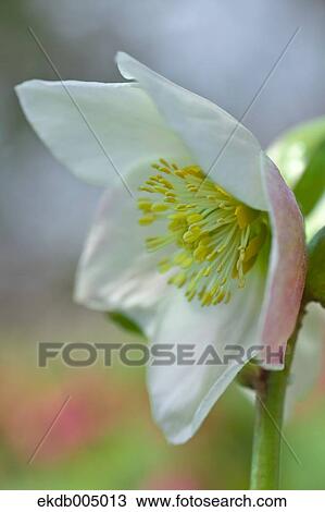 Christmas rose View Large Photo Image Stock Image - Christmas rose. Fotosearch