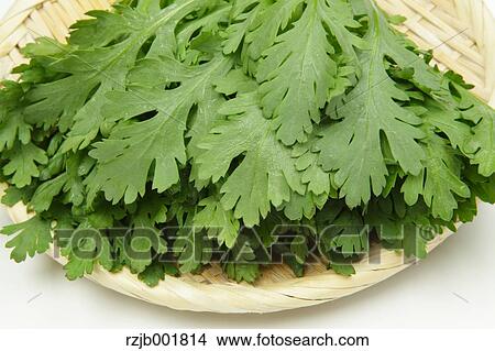 Chrysanthemum Greens View Large Photo Image Picture - Chrysanthemum Greens. Fotosearch