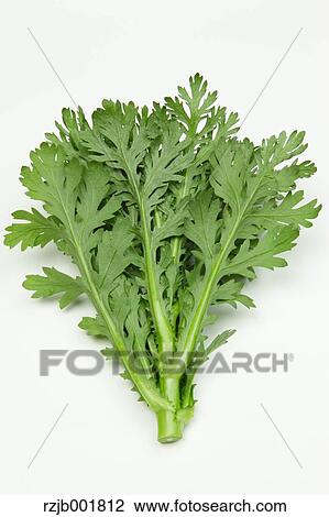 Chrysanthemum Greens View Large Photo Image Stock Image - Chrysanthemum Greens. Fotosearch
