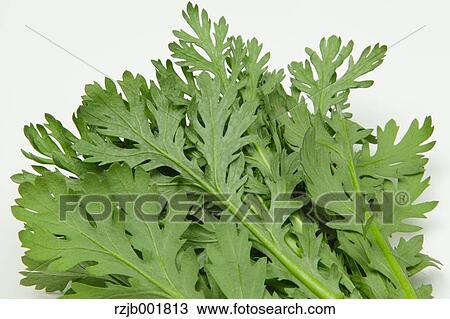 Chrysanthemum Greens View Large Photo Image Stock Image - Chrysanthemum Greens. Fotosearch