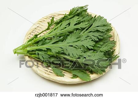 Chrysanthemum Greens View Large Photo Image Stock Photo - Chrysanthemum Greens. Fotosearch