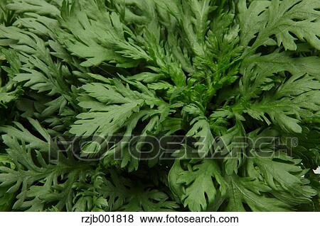 Stock Photo - Chrysanthemum Greens. Fotosearch
