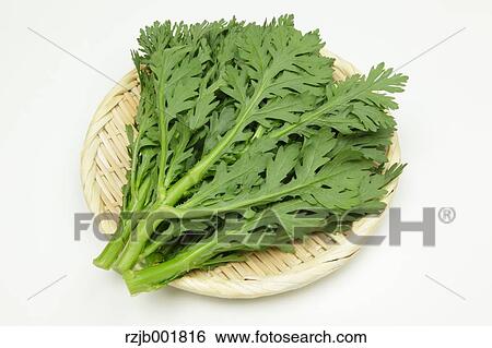 Stock Photograph - Chrysanthemum Greens. Fotosearch