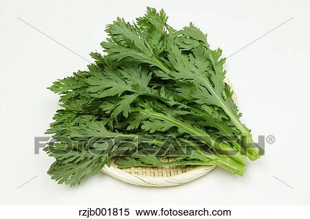 Chrysanthemum Greens View Large Photo Image Stock Photography - Chrysanthemum Greens. Fotosearch